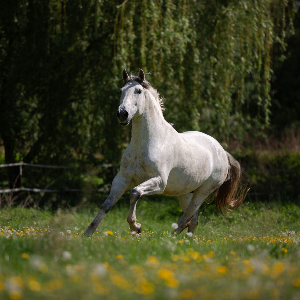 Nadine Lechner Fotografie